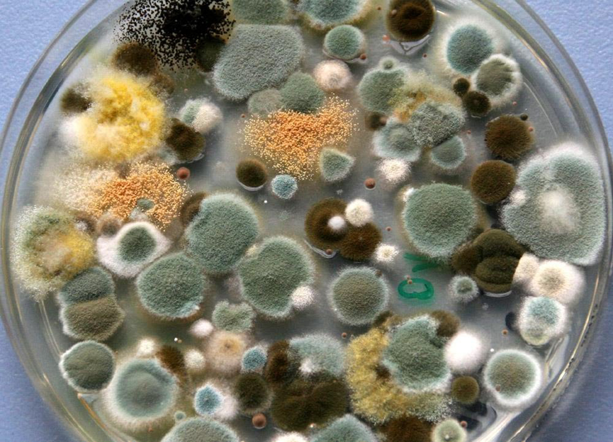 Mold in a Petri dish ...